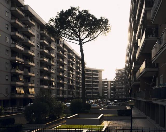 Palazzi residenziali e un pino nella luce del tramonto