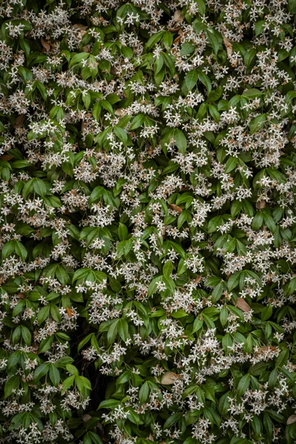 Fiori bianchi e foglie verdi, una trama naturale